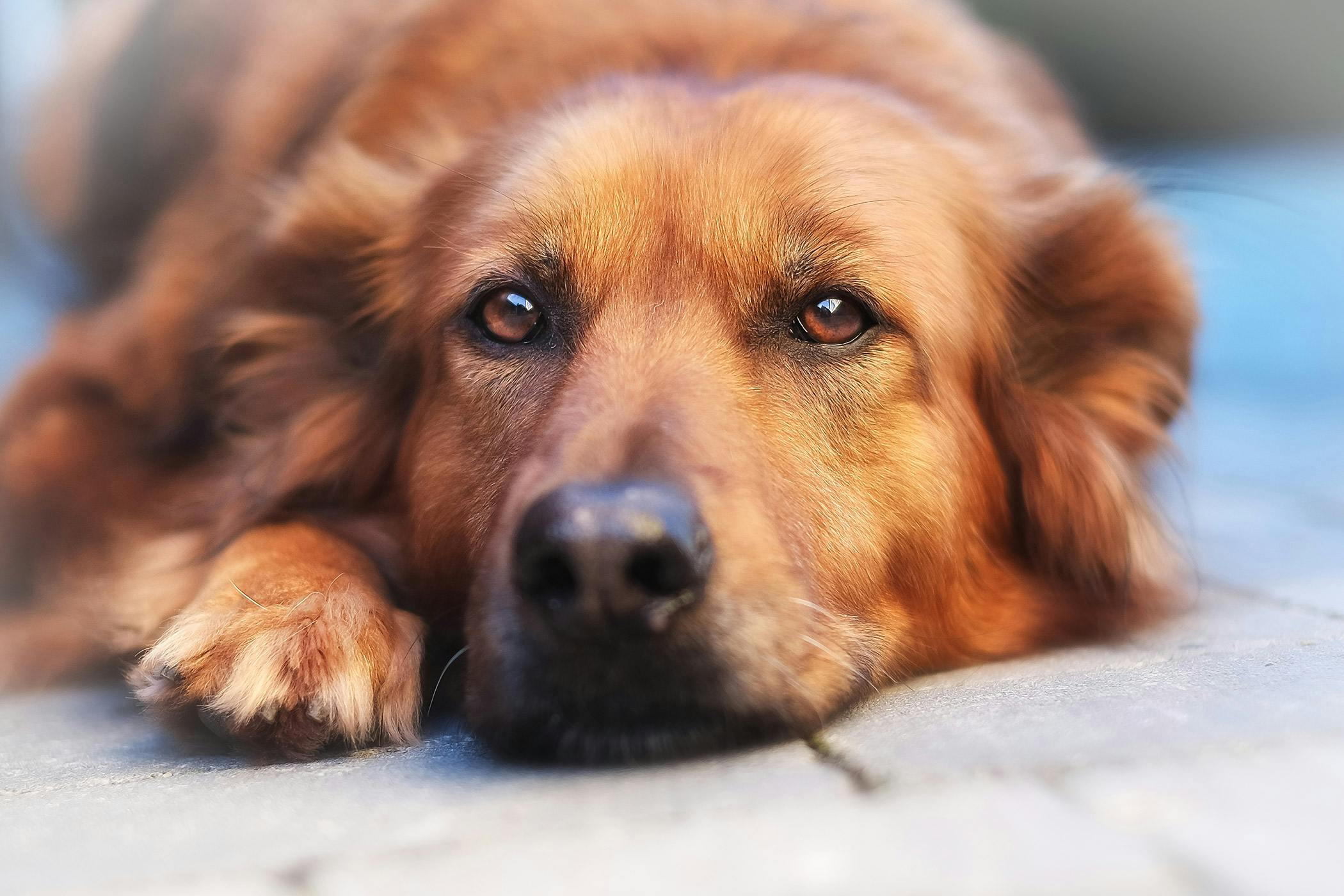 what causes high ph levels in dogs urine