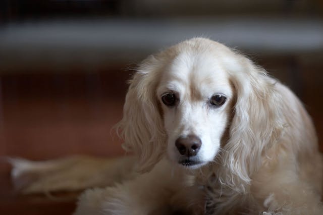 Blood Related Deficiencies in Dogs - Symptoms, Causes, Diagnosis, Treatment, Recovery, Management, Cost