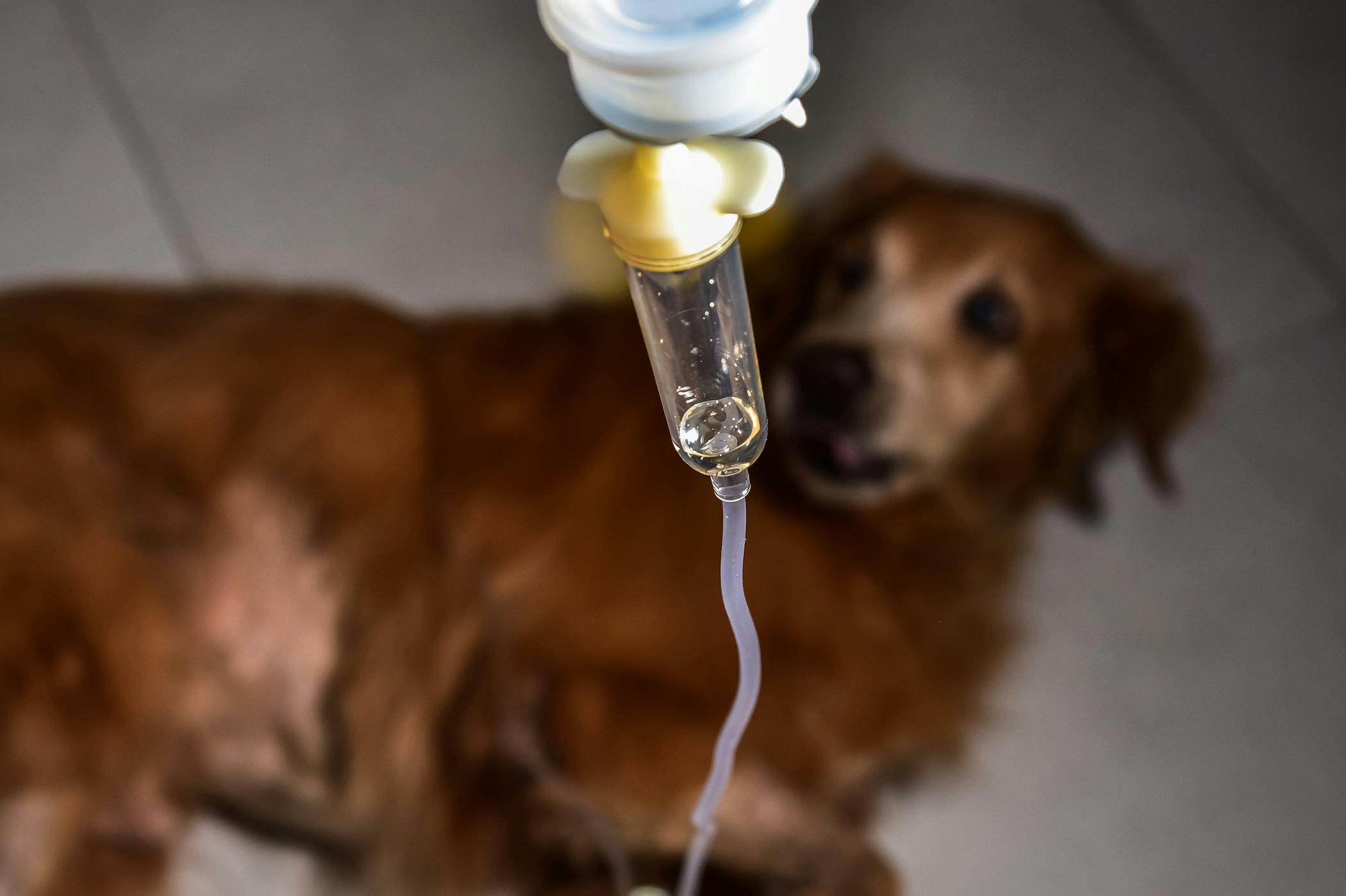 what is the cost of a blood transfusion for a dog