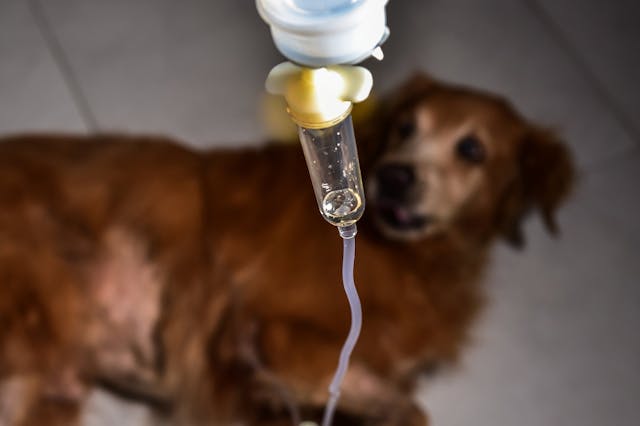 can a human give a dog a blood transfusion