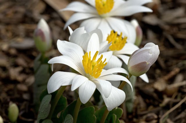 Bloodroot Poisoning in Dogs - Symptoms, Causes, Diagnosis, Treatment, Recovery, Management, Cost