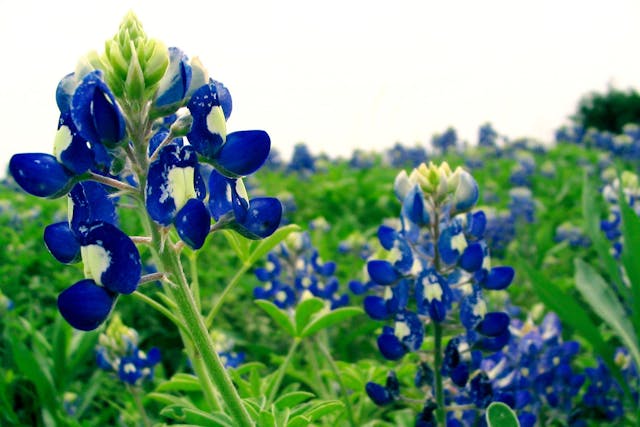 Bluebonnet Poisoning in Dogs - Symptoms, Causes, Diagnosis, Treatment, Recovery, Management, Cost