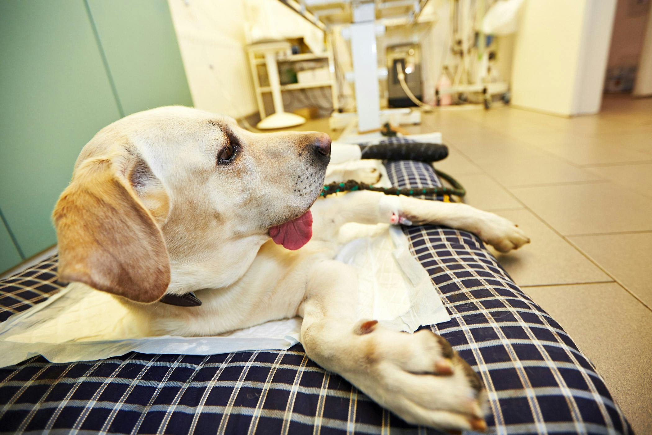 Tramadol Dosing For Dogs With Osteosarcoma In Dogs Ears
