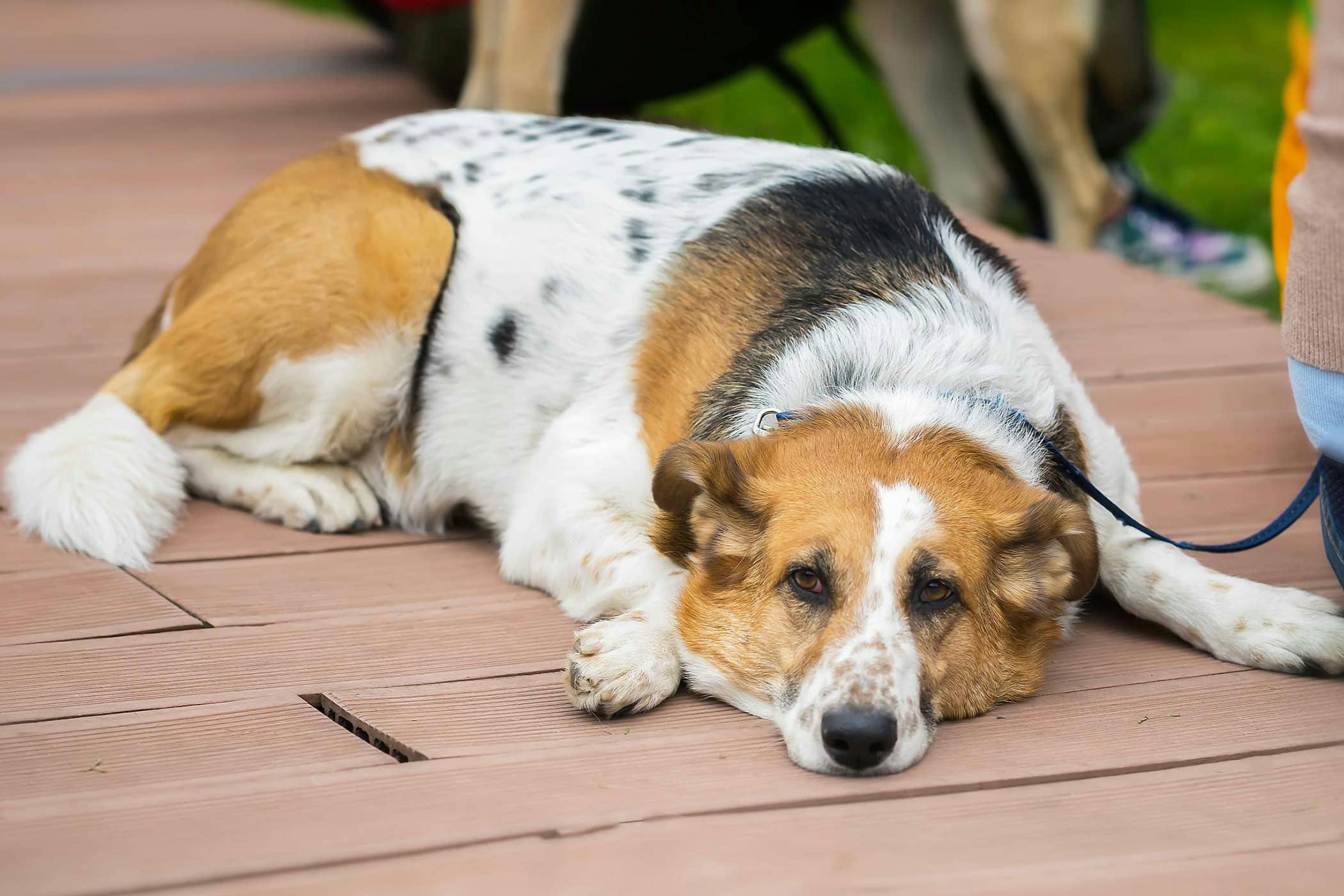 can bone marrow cause diarrhea in dogs