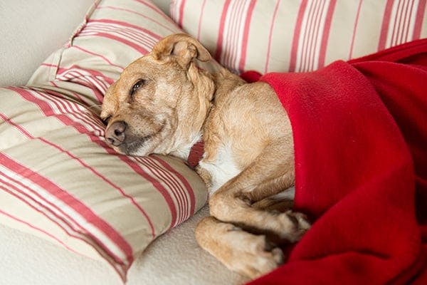 what happens if a dog eats cockroach poison