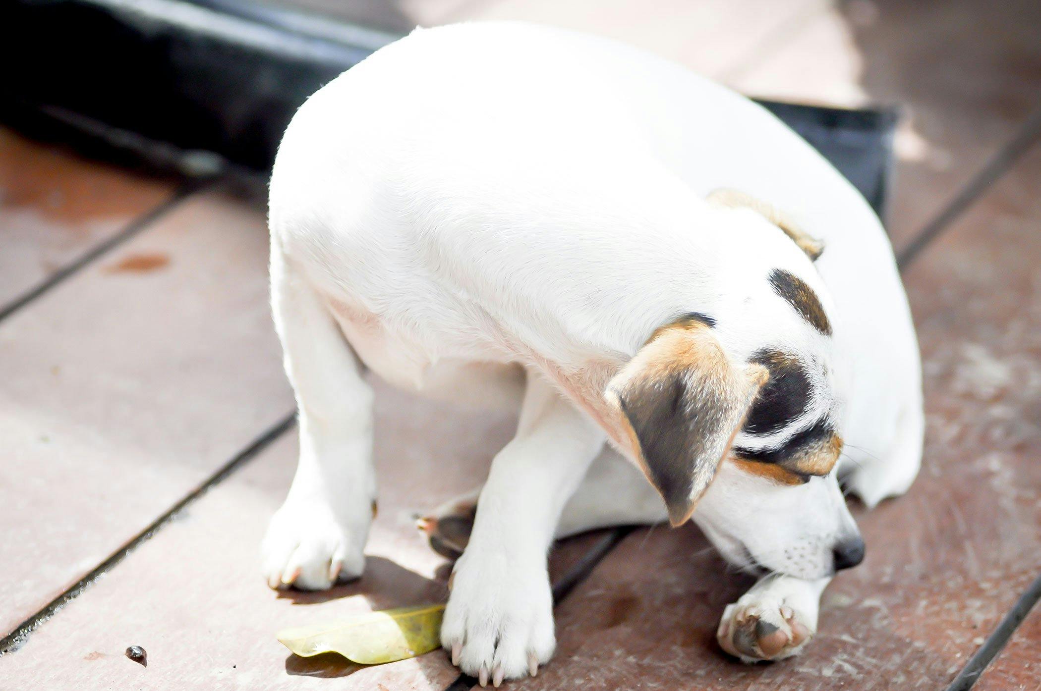 are maggots attracted to dog poop