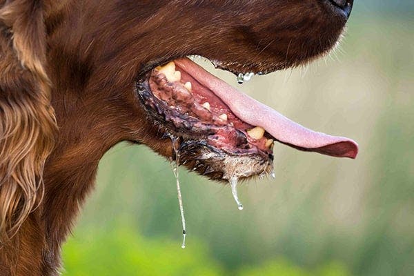 Botulism in Dogs - Symptoms, Causes, Diagnosis, Treatment, Recovery, Management, Cost
