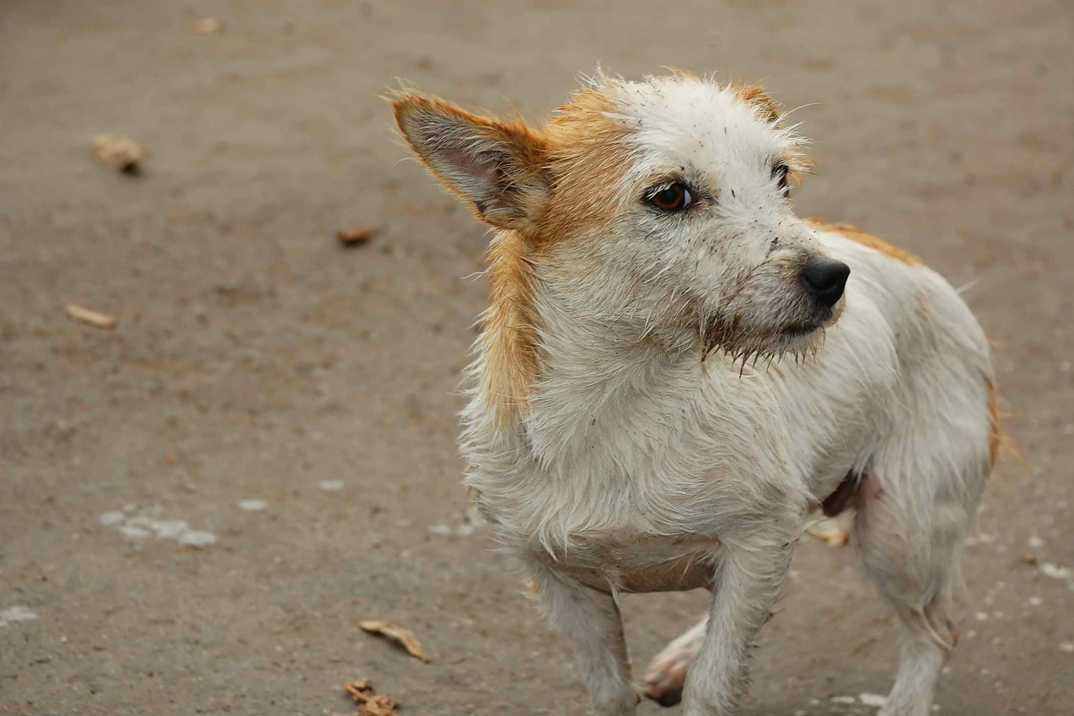 what causes incontinence in older dogs