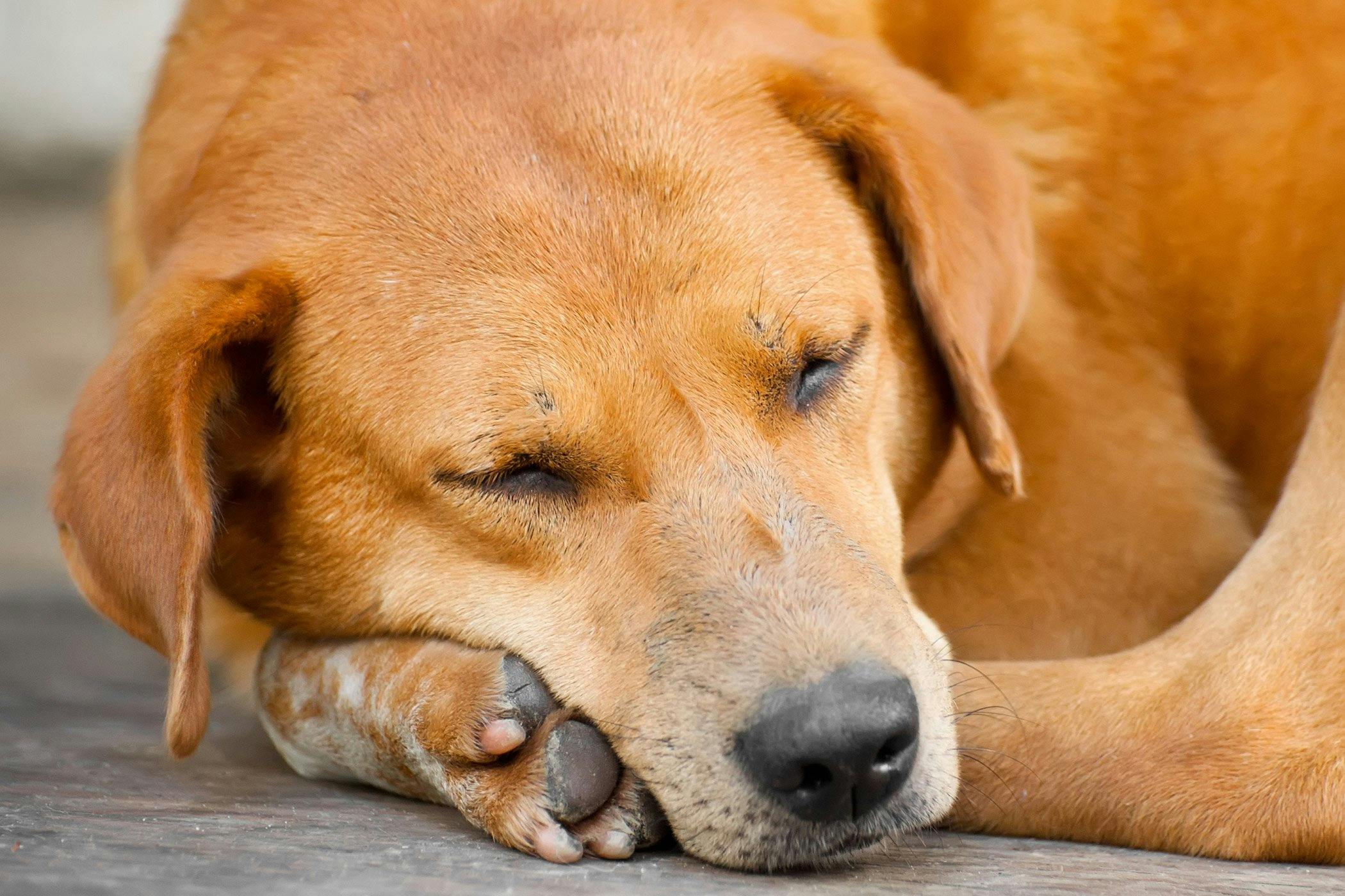 what dog breeds have a bump on their head