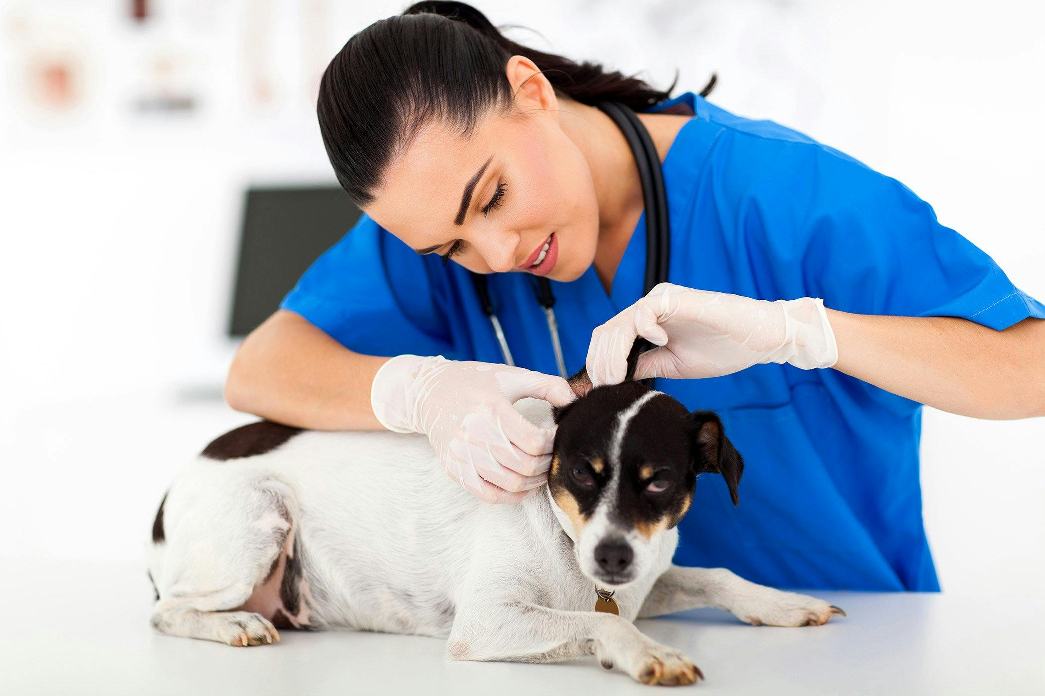 Brain Tumors In Dogs Symptoms Causes Diagnosis Treatment Recovery Management Cost