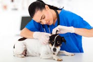 What Causes Brain Tumors In Dogs