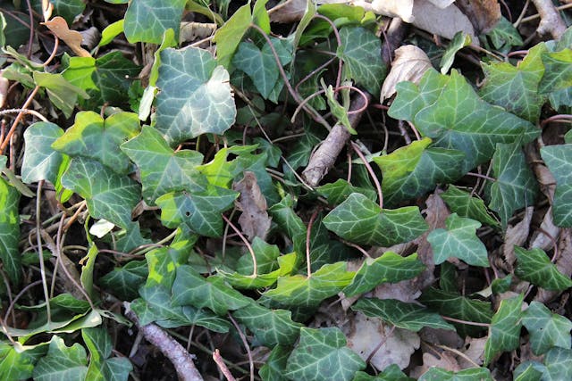Can Dogs Eat Ivy