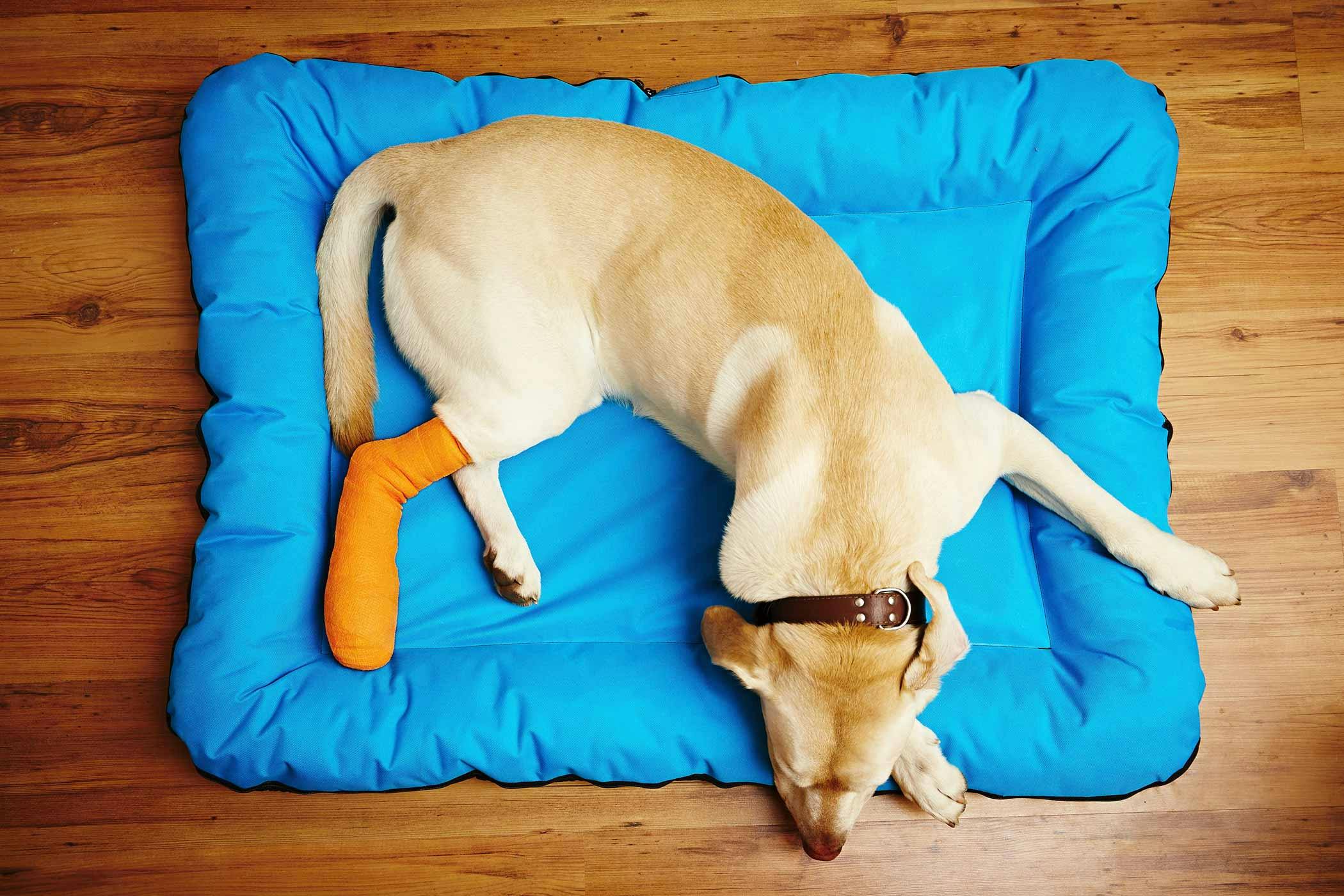 how do you splint a dogs broken foot