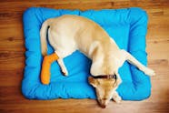 Broken Leg In Dogs Symptoms Causes Diagnosis Treatment Recovery 