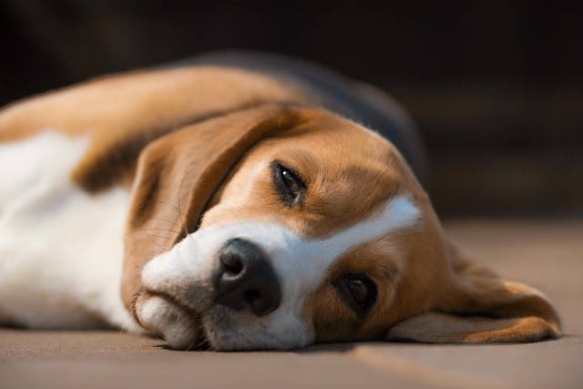Bromide Toxicity in Dogs - Symptoms, Causes, Diagnosis, Treatment, Recovery, Management, Cost