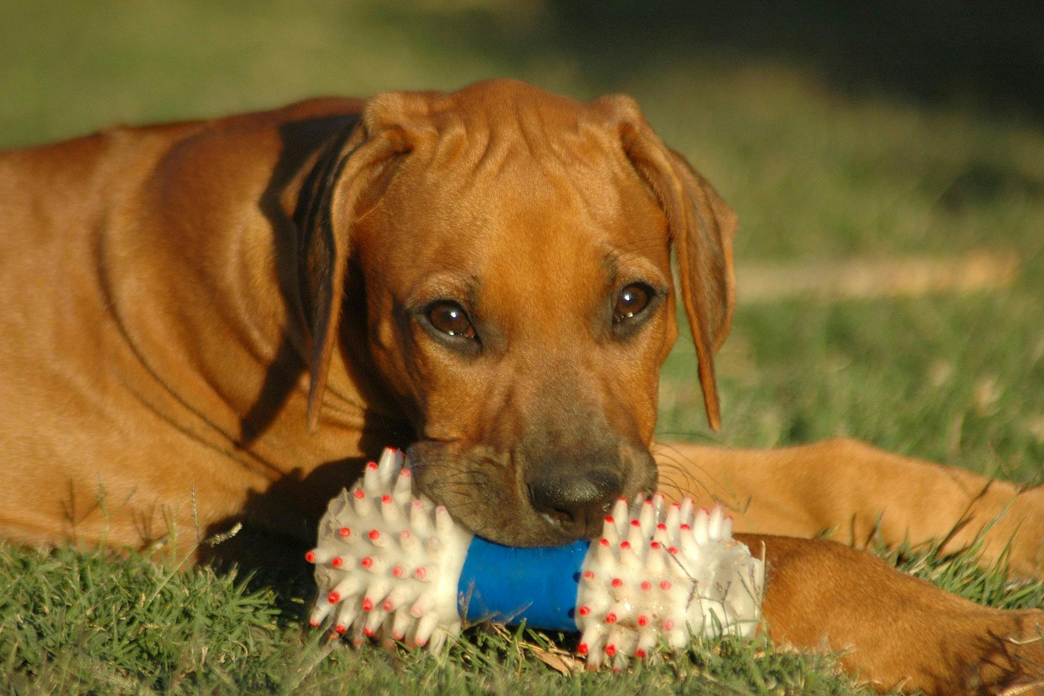 Bronchoscopy In Dogs Procedure Efficacy Recovery Prevention Cost bronchoscopy-in-dogs-procedure-efficacy-recovery-prevention-cost
