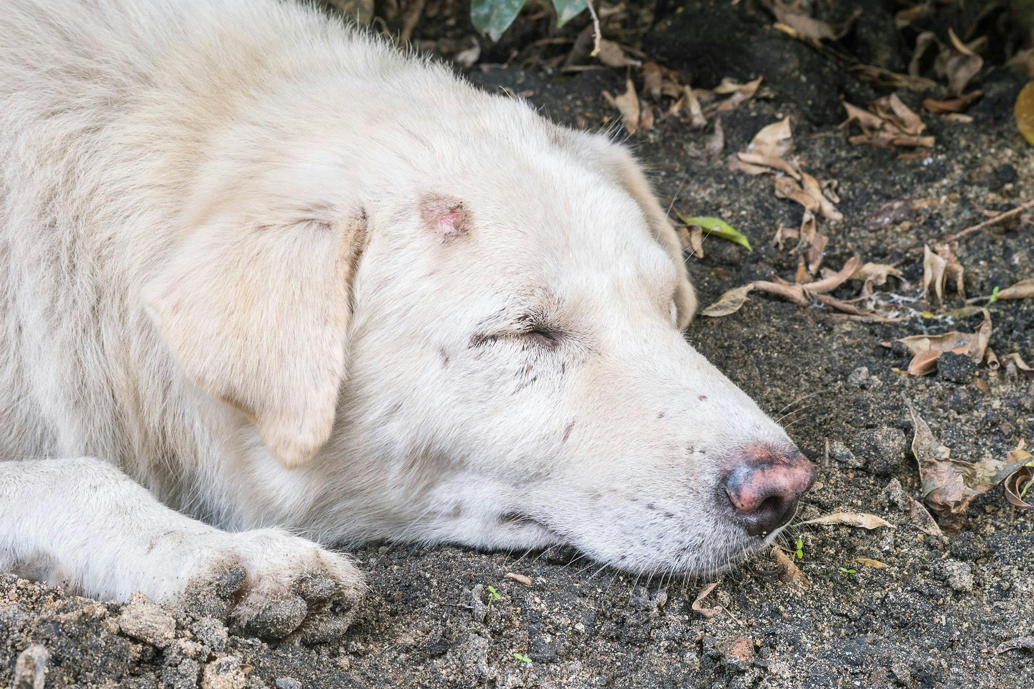 Spider Bites On Dogs Stomach