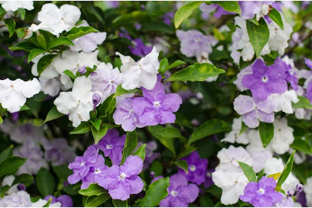 Brunfelsia Poisoning in Dogs - Symptoms, Causes, Diagnosis, Treatment, Recovery, Management, Cost