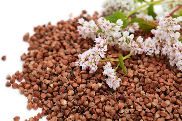 Buckwheat Poisoning in Dogs - Symptoms, Causes, Diagnosis, Treatment, Recovery, Management, Cost