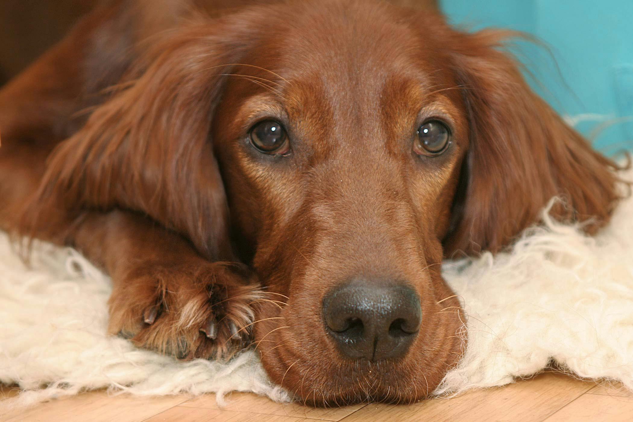 Spider Bite On Dog Face