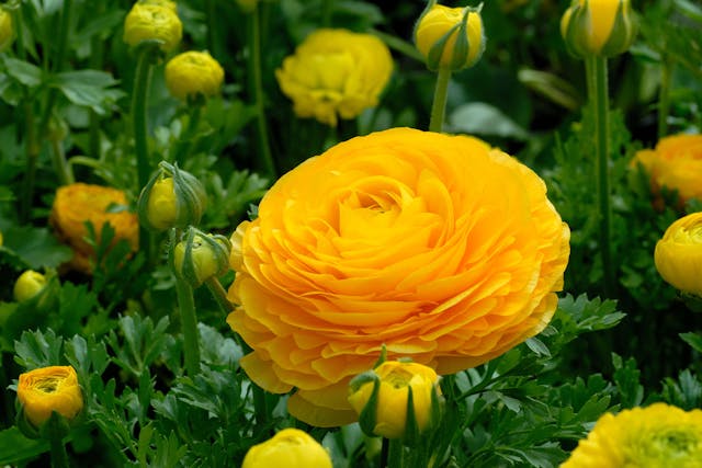 Buttercups Buttercups