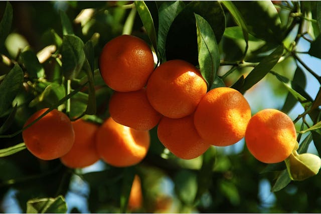 Calamondin Orange Poisoning in Dogs - Symptoms, Causes, Diagnosis, Treatment, Recovery, Management, Cost