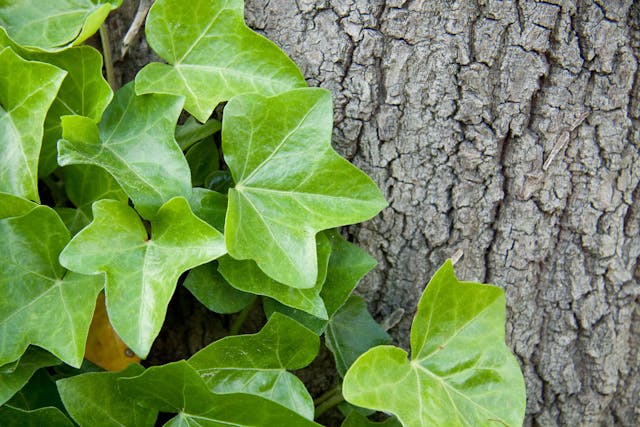 California Ivy Poisoning in Dogs - Symptoms, Causes, Diagnosis, Treatment, Recovery, Management, Cost