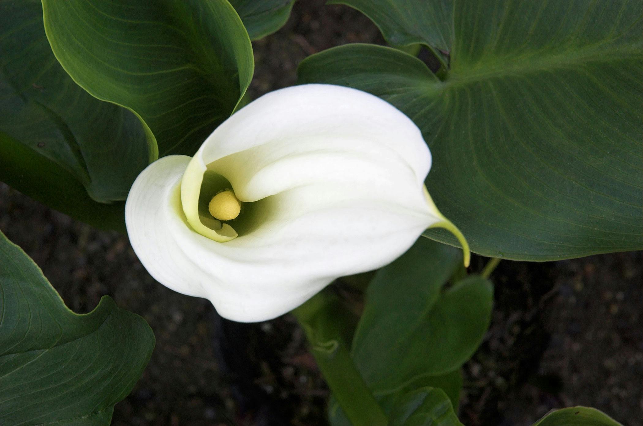 Are calla lilies store toxic to dogs