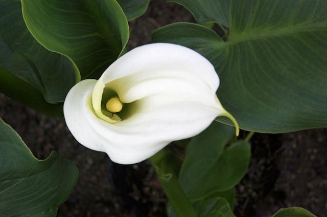 Calla Lily Poisoning in Dogs - Symptoms, Causes, Diagnosis, Treatment, Recovery, Management, Cost