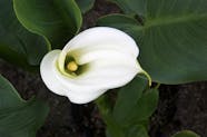 Calla Lily Poisoning In Dogs Symptoms Causes Diagnosis Treatment 