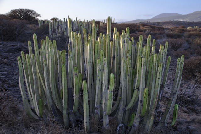 Candelabra Cactus Poisoning in Dogs - Symptoms, Causes, Diagnosis, Treatment, Recovery, Management, Cost
