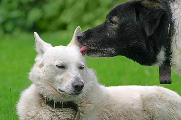 Illustration of Administering Tylenol To Dogs With Dog Compulsive Disorder