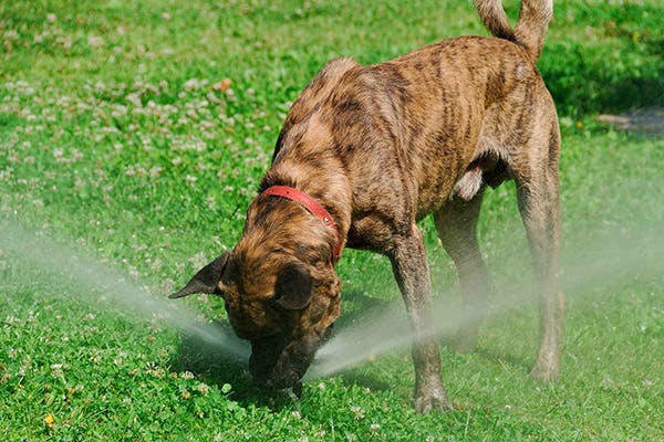 Herpes vaccine for sales dogs