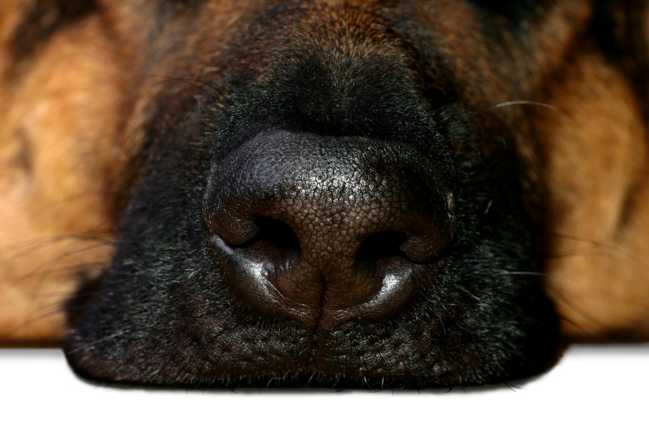 Canine Nasal Mites in Dogs - Symptoms 
