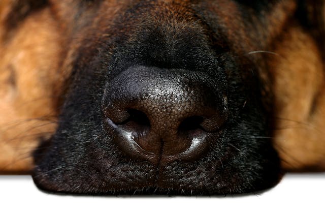 Canine Nasal Mites in Dogs - Signs, Causes, Diagnosis, Treatment, Recovery, Management, Cost