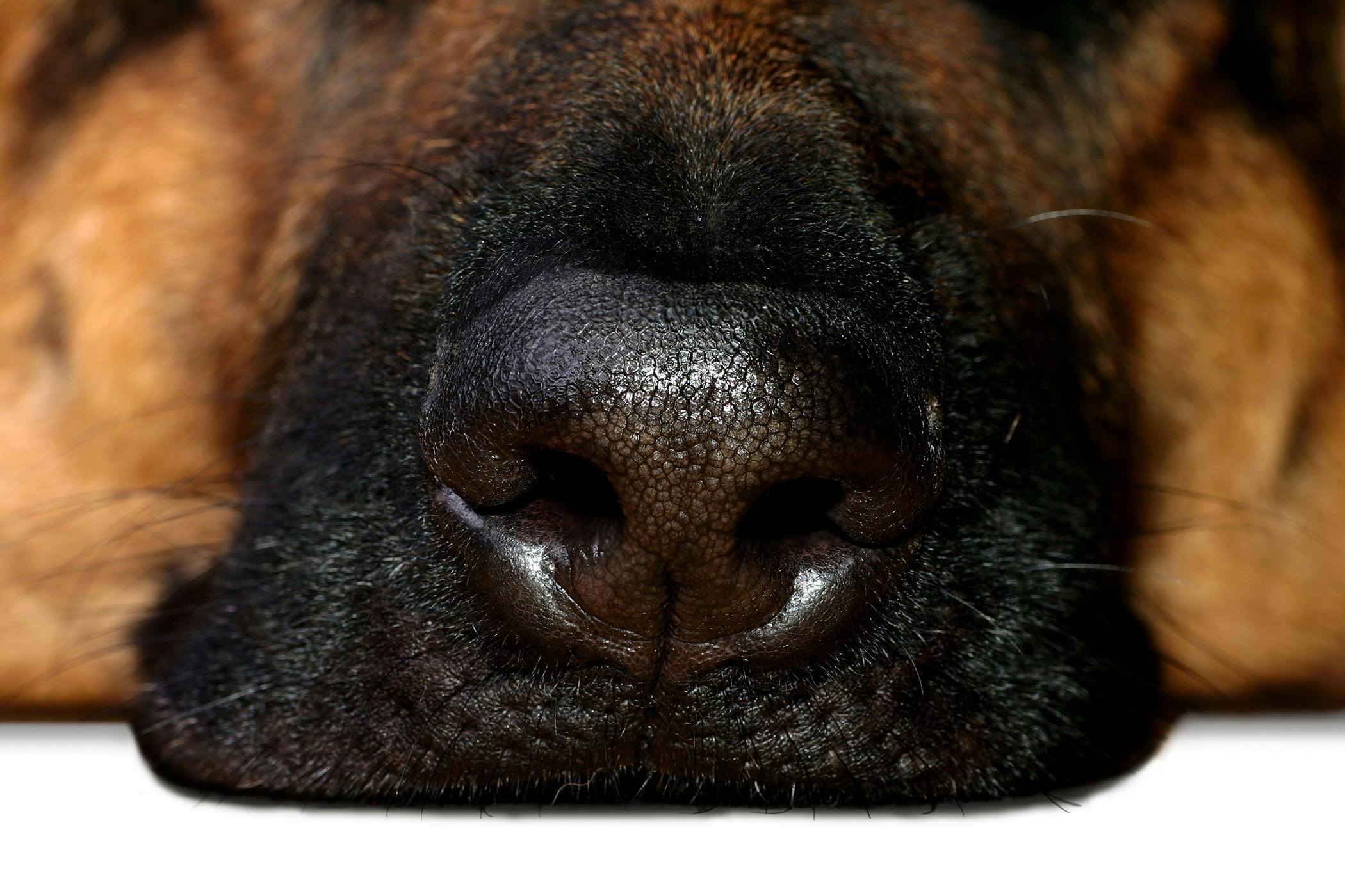 https://images.wagwalkingweb.com/media/articles/dog/canine-nasal-mites/canine-nasal-mites.jpg?utm_source=chatgpt.com