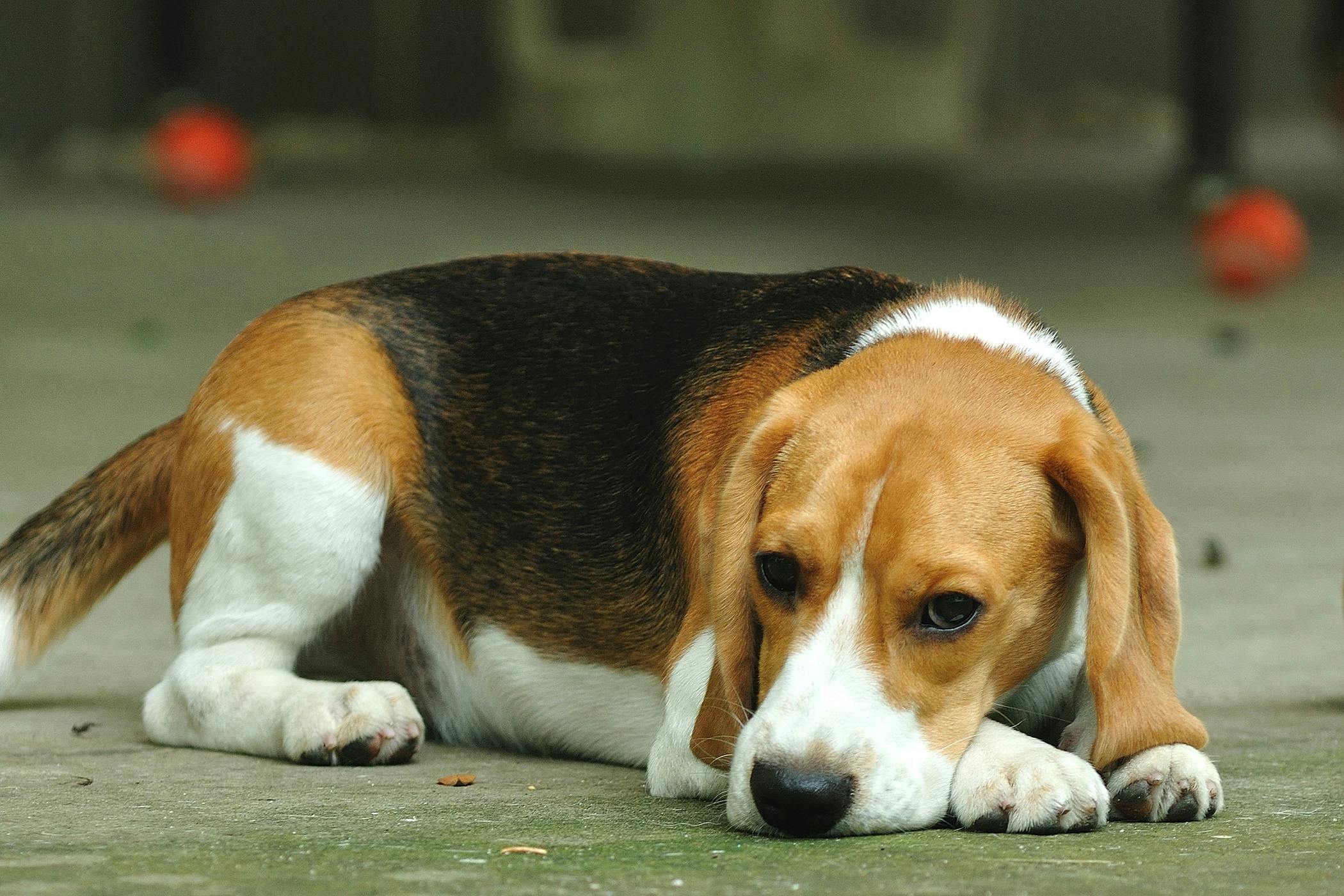 signs of canine parvovirus