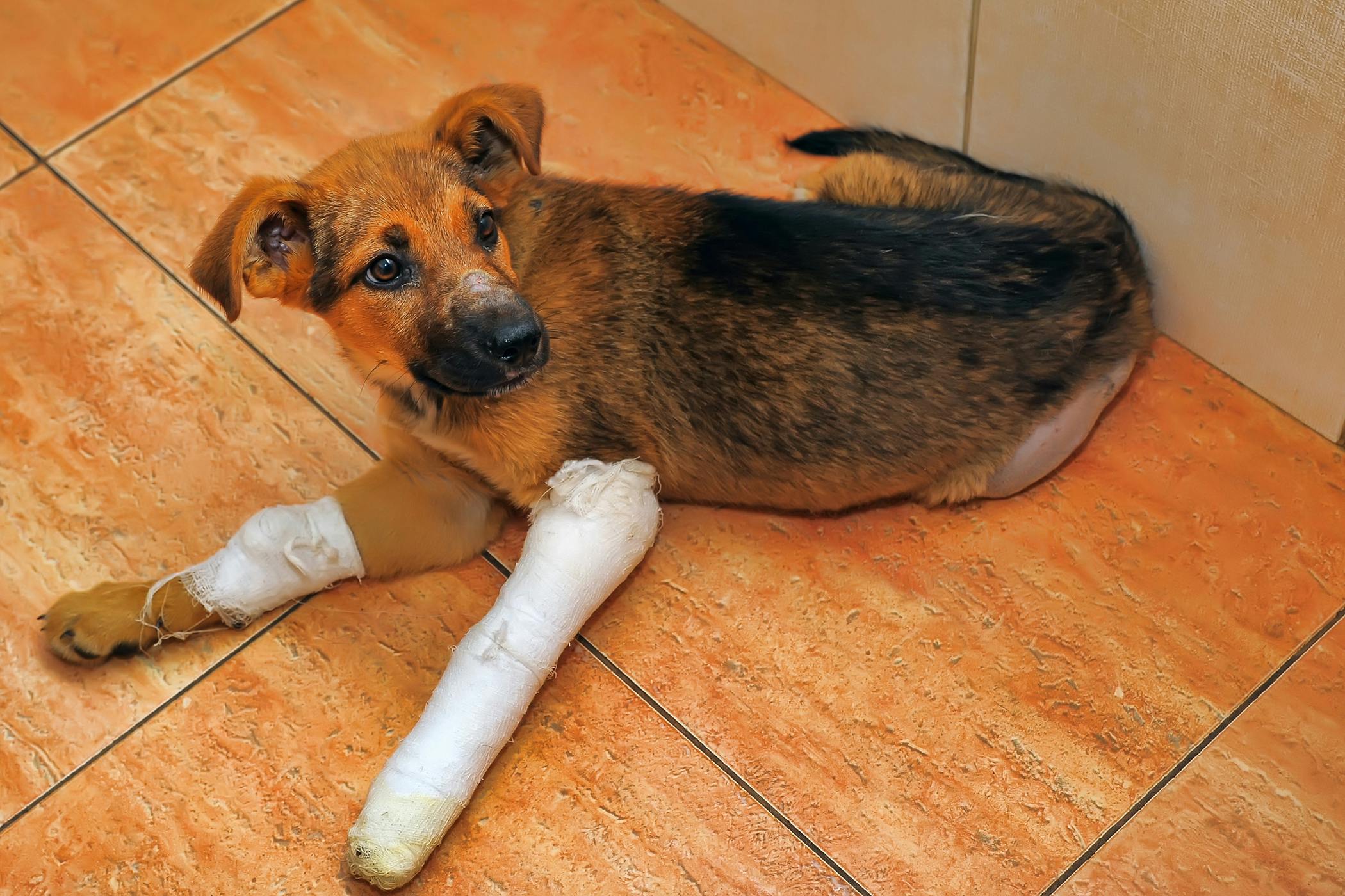 Canine Unicompartmental Elbow in Dogs - Procedure, Efficacy, Recovery 