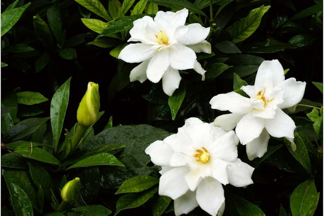 Cape Jasmine Poisoning in Dogs - Symptoms, Causes, Diagnosis, Treatment, Recovery, Management, Cost