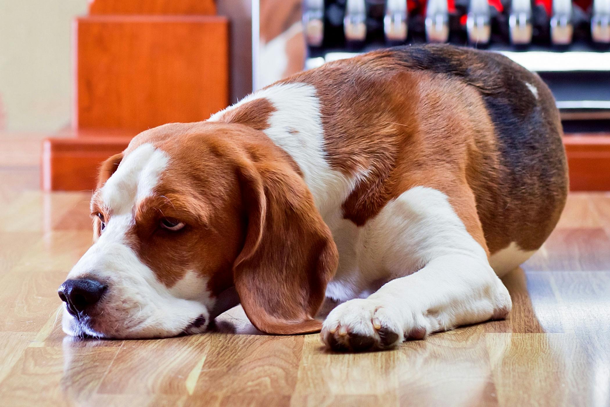 Devil's Backbone Poisoning in Dogs - Symptoms, Causes