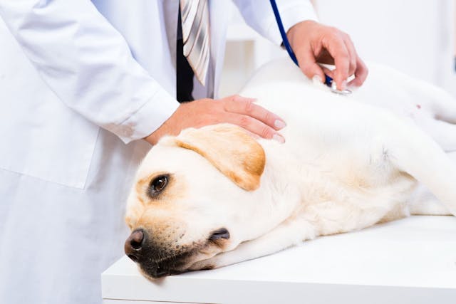 Cardiac Arrest in Dogs - Symptoms, Causes, Diagnosis, Treatment, Recovery, Management, Cost
