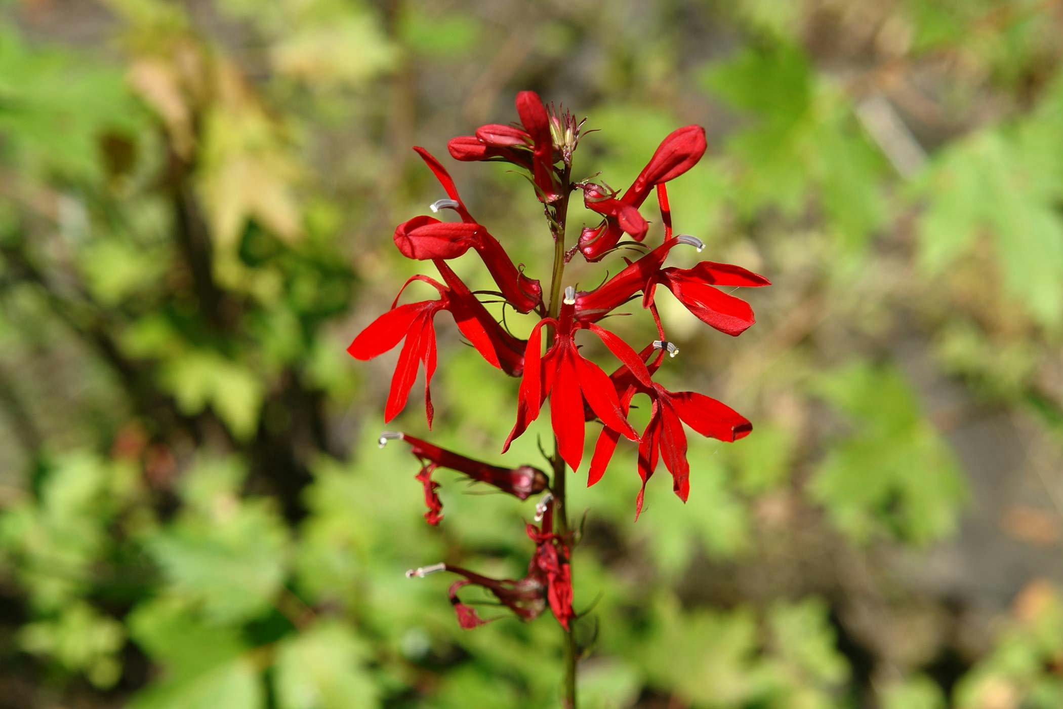 Cardinal Flower Poisoning in Dogs Symptoms, Causes, Diagnosis