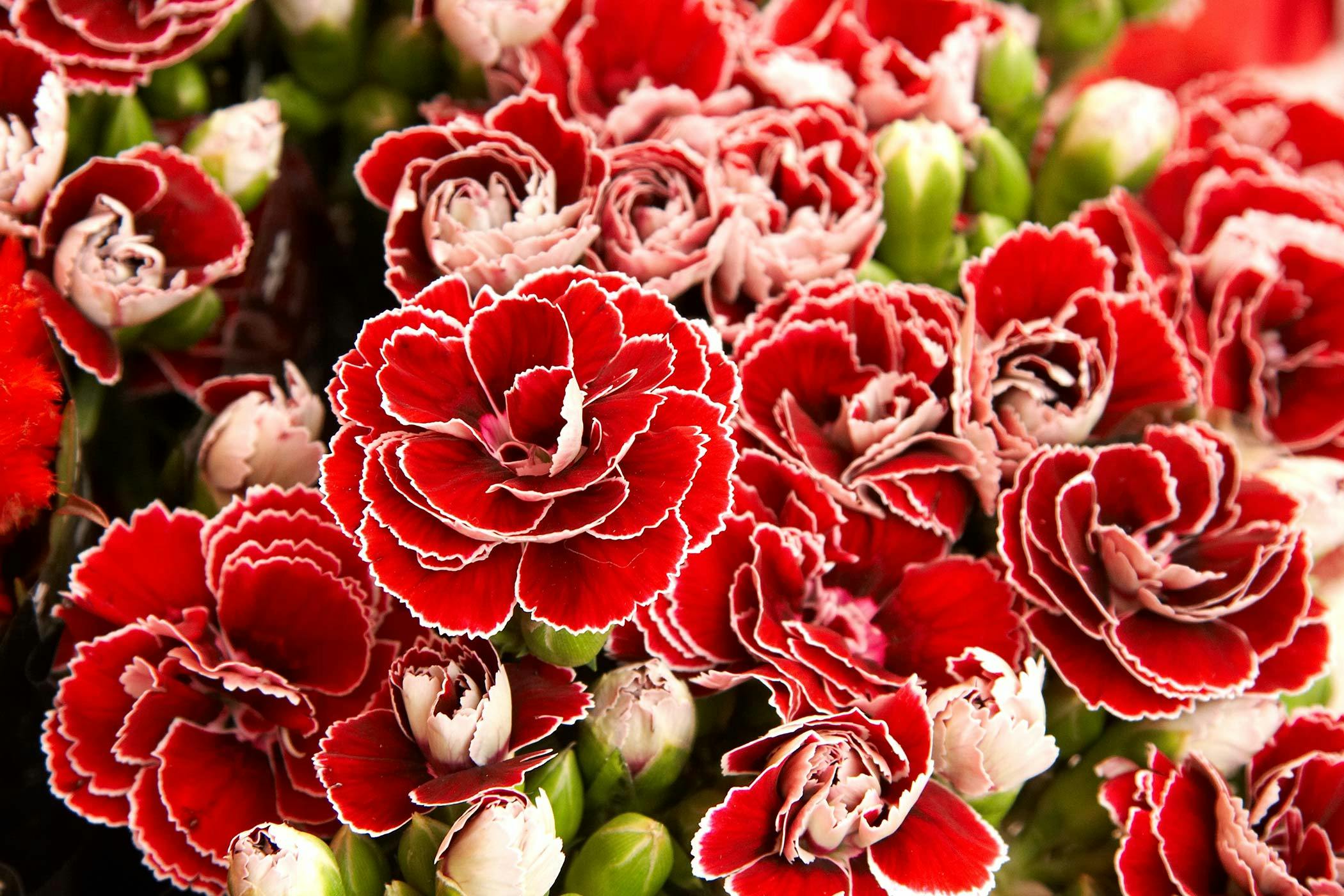 are dianthus toxic to dogs