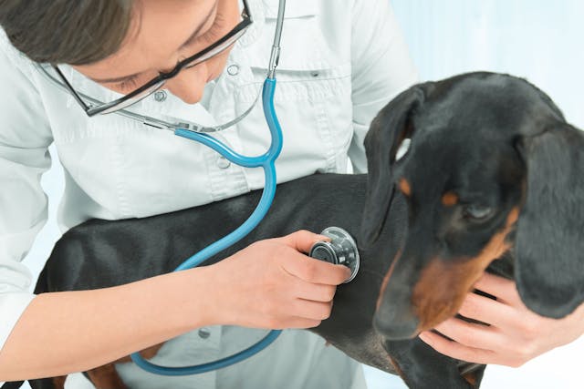Carnitine Deficiency in Dogs - Symptoms, Causes, Diagnosis, Treatment, Recovery, Management, Cost