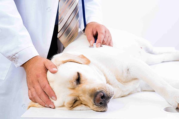 Carpal Hyperextension in Dogs - Symptoms, Causes, Diagnosis, Treatment, Recovery, Management, Cost