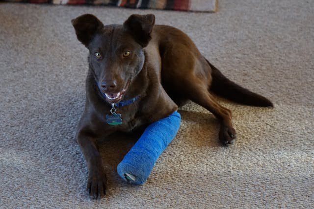 Casting and Splinting in Dogs - Wag!