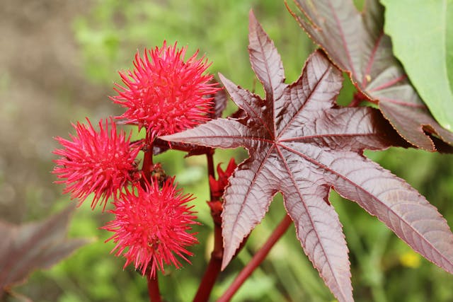 Castor Bean Poisoning in Dogs - Symptoms, Causes, Diagnosis, Treatment, Recovery, Management, Cost