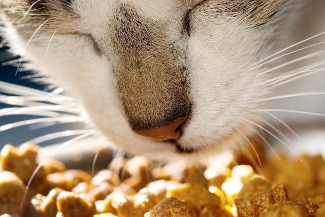 Cat Food Allergies in Dogs - Symptoms, Causes, Diagnosis, Treatment, Recovery, Management, Cost