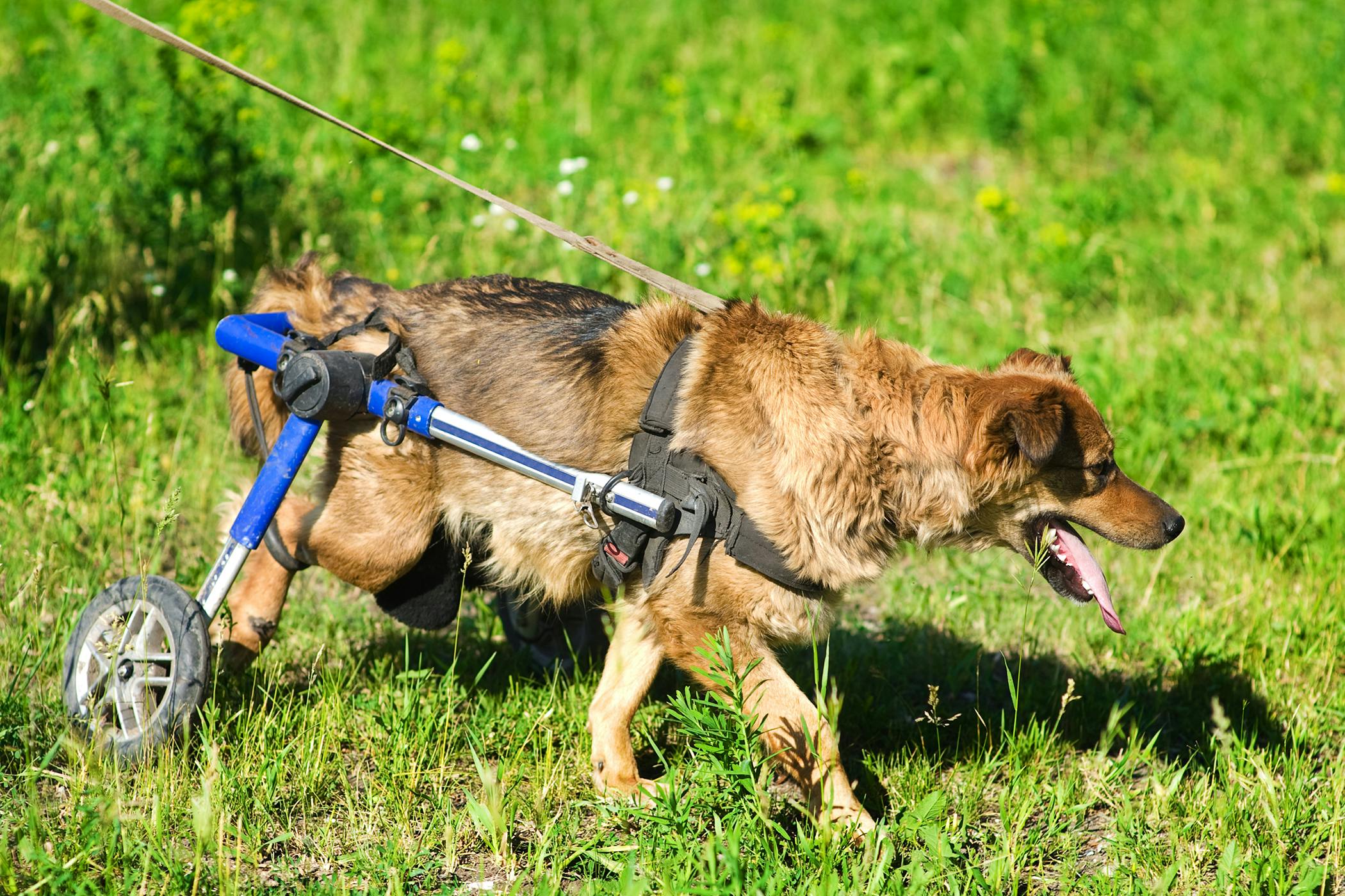 Cervical Dorsal Laminectomy in Dogs Procedure, Efficacy