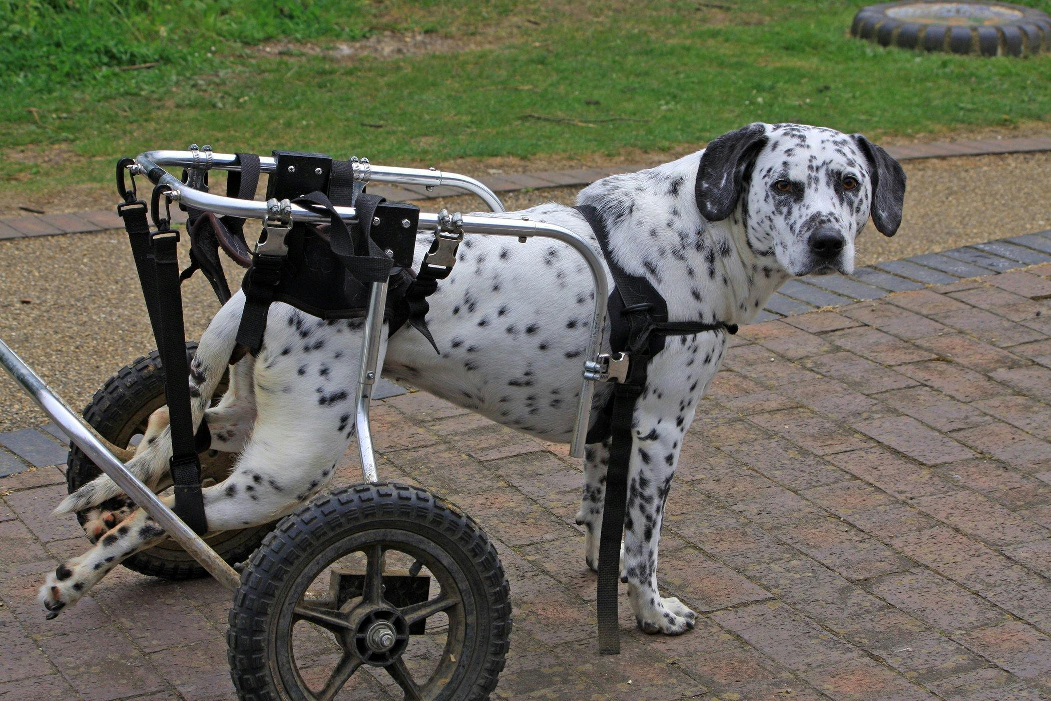 Ventral slot surgery dog